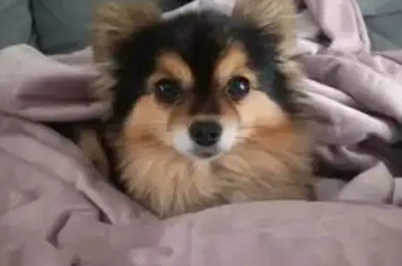 Пропала собака мужской, Цибино, Московская область - трёхцветный окрас - photo