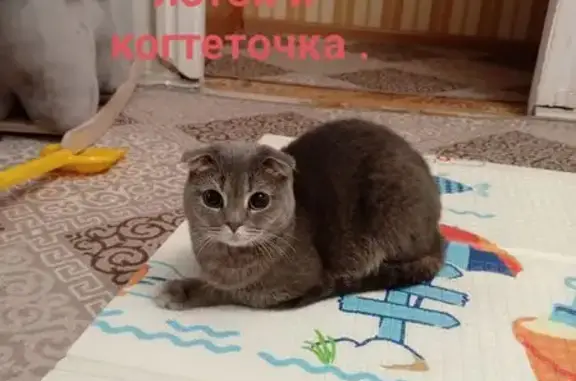 Найдена кошка, Лобня, фото: Найдена кошка Девочка, Лобня (rf1150356)