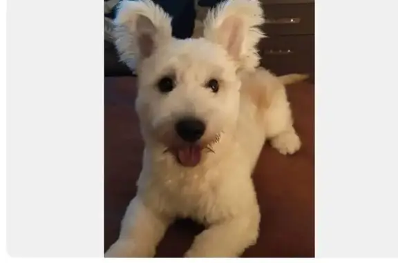 Собаки потеряшки, Владимир, фото: Потеряшка собака, улица Чапаева, 25, Владимир - в жёлтом комбинезоне