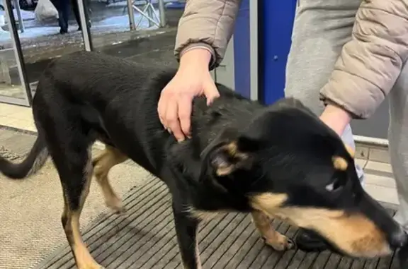 Найдена собака, Троицк, фото: Найден собака, район Троицк, Москва - дружелюбный пес в ошейнике