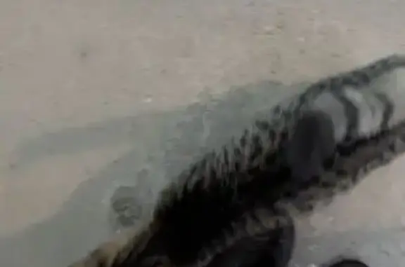 Найденные животные Уфа, фото: Найдена кошка, улица Шафиева, 43/1, Уфа - домашняя, ласкается к людям