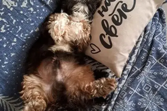 Пропал собака, бульвар Юности, 41А, Белгород - черный с белыми лапками - photo