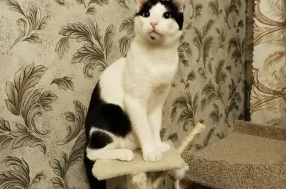 Пропал кот, улица Шевченко, 139, Таганрог - черно-белый с пятнышком на подбородке - photo