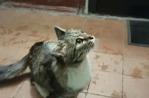 Найдена кошка, Казань, фото: Найдена кошка, улица Татарстан, 62, Казань - контактная и ласковая