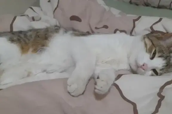 Пропала кошка, улица Тургенева, 11, Майкоп - photo