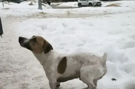 Объявления о пропавших и найденных животных, Обнинск, фото: Найден собака, проспект Ленина, Обнинск - Джек Рассел терьер