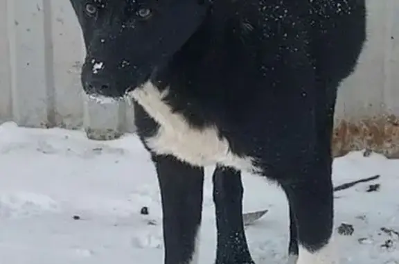 Найдена собака, Пенза, фото: Найдена собака, улица Суворова, городской округ Пенза - девочка, стерилизована, привита