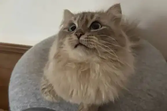 Пропал кот, Торфяная улица, 18, Нижний Новгород - пушистый светло-серый с голубыми глазами - photo
