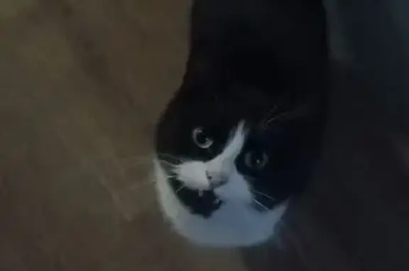 Найдена кошка, Ульяновск, фото: Найдена кошка, улица Тельмана, 20, Ульяновск