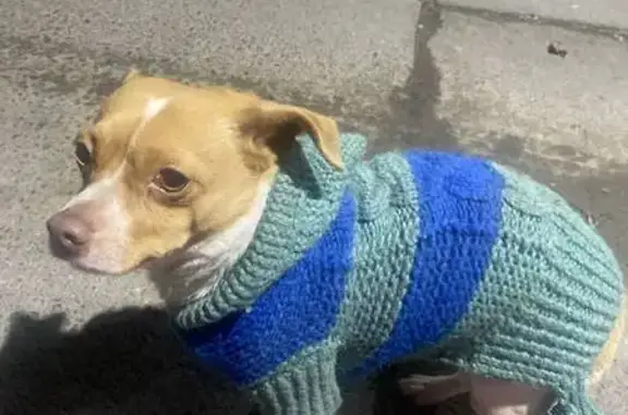 Найдена собака, Ростов-на-Дону, фото: Найден собака, проспект 20-летия Октября, 52, Ростов-на-Дону - мальчик в свитере