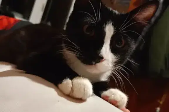 Пропал кот, Рассказовская улица, 28, Внуково - чёрный с белыми лапками - photo