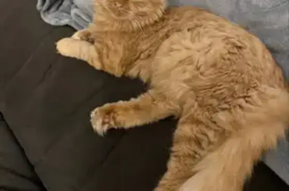 Пропал кот, Пионерская улица, 28, Лебедянь - рыжий, отзывается на кличку Тим - photo