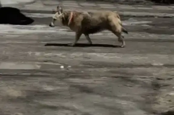 Найдена собака, Волгоград, фото: Найдена собака, женская, проспект им. В.И. Ленина, Волгоград - хромает на заднюю лапку