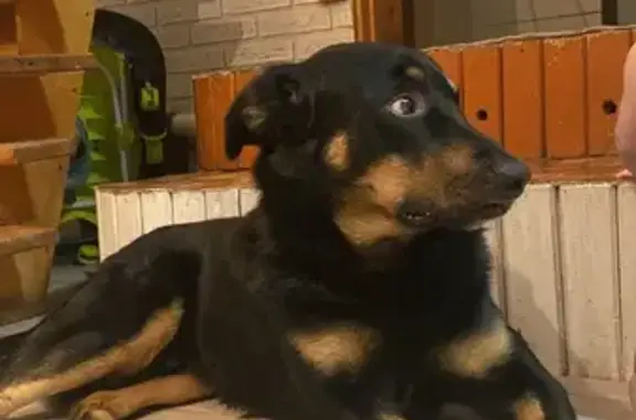 Пропал собака, улица Победы, 76, Великий Устюг - хвост крючком - photo