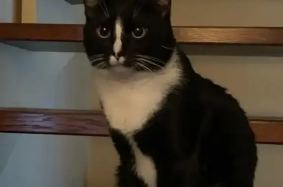 Пропал кот, Брусничное шоссе, Выборг - чёрный с белыми пятнами - photo