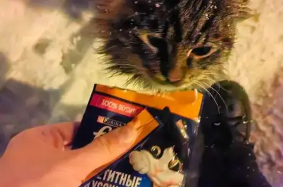 Найдена кошка, Пушкино, фото: Найдена кошка, улица Кузнецкий Мост, Пушкино - чёрно-коричнево-рыжий окрас