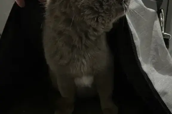 Найдена кошка, Балахна, фото: Найдена кошка, улица Тимирязева, 4, Балахна - слепой кот с белым пятном