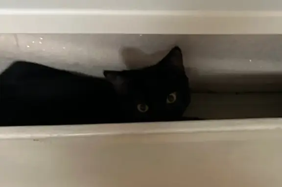 Пропал кот, улица Теплоэнергетиков, 3, Воронеж - чёрный с жёлтыми глазами - photo