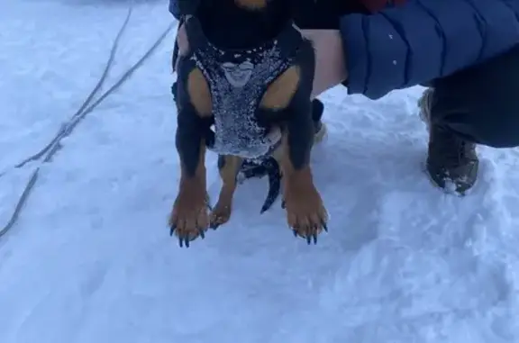 Найдена собака, Йошкар-Ола, фото: Найден собака, 2-й Кирпичный проезд, Йошкар-Ола - такса, мужской