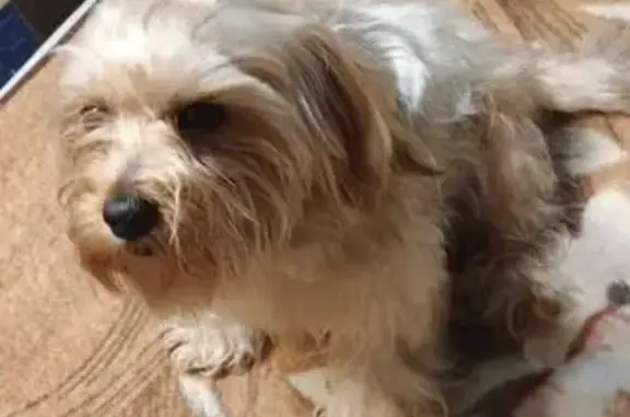 Пропала собака, улица 30 лет Победы, городской округ Сургут - кудрявая - photo