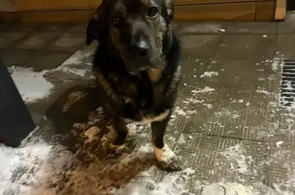 Найдена собака, Сухарево, фото: Найден собака, улица Пацейко, 9, Сухарево - похож на микс корги