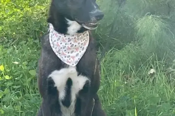 Пропала собака, улица Романа Кузоваткина, Нефтеюганск - черного цвета, белый воротничок - photo