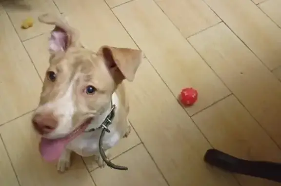 Собаки потеряшки, Ставрополь, фото: Потеряшка собака, улица Серова, 262, Ставрополь - девочка персикового цвета