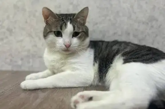 Пропал кот, Моховой переулок, 4, Кинель - выходил на улицу в туалет - photo