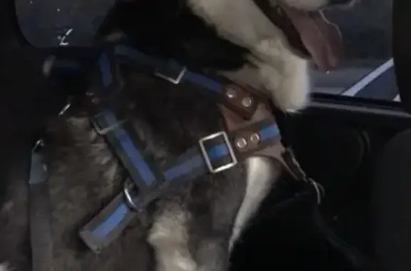 Объявления о пропавших и найденных животных, Алагир, фото: Пропал собака, улица Маркуса, Алагир - черно-белый с пятнистым носом