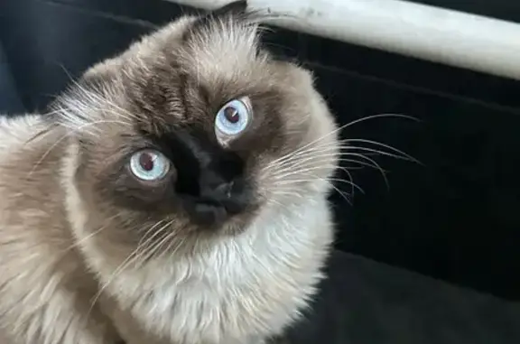 Пропал кот, Короткий переулок, 21, Новочеркасск - может быть агрессивным - photo