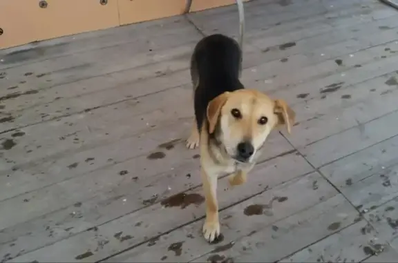 Пропала собака, мужской, 6, Ларинская, Ларинская - русская гончая, прихрамывает - photo