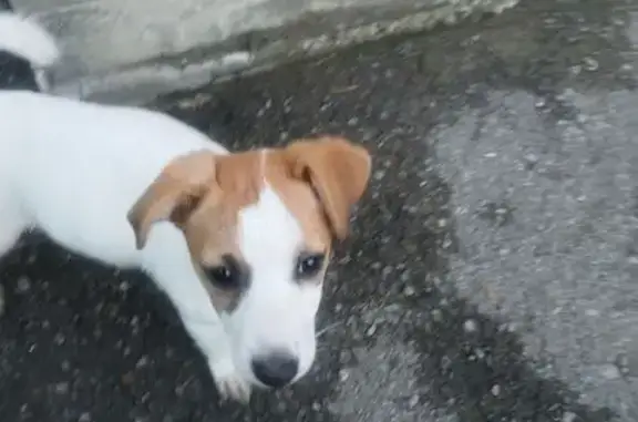 Найдена собака, Миллерово, фото: Найдена собака, Миллерово, Ростовская область - девочка Джек Рассел терьер