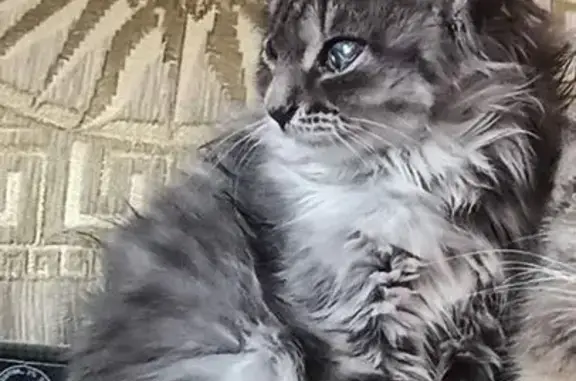 Пропала кошка, улица Клавы Панчищиной, 76, Волгоград - серая пушистая, бельмо на левом глазу - photo