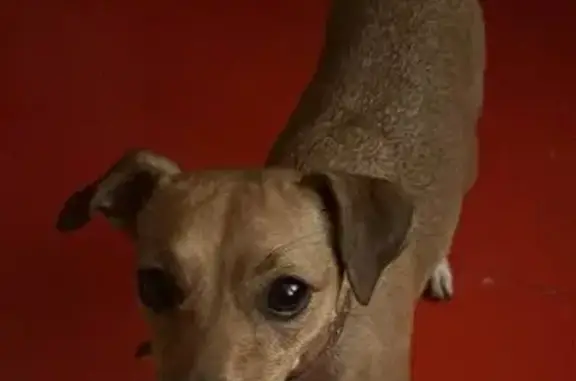 Пропала собака, Медногорская улица, 26, Ростов-на-Дону - рыжая с белыми лапками - photo