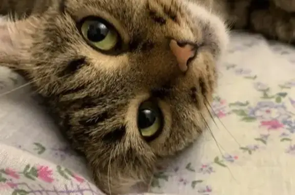 Пропала кошка, 42/21А, Набережные Челны - серая, ласковая - photo