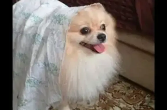 Пропал собака, Владимир, Владимирская область - photo