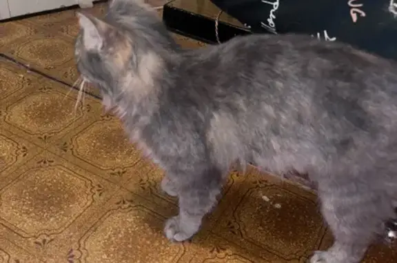 Найдена кошка, Нижний Новгород, фото: Найдена кошка, Пятигорская улица, 23, Нижний Новгород - пушистая и серая девочка