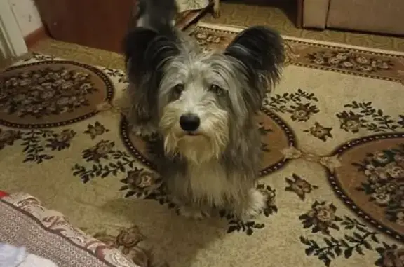 Пропал собака, мужской, Новозыбков, Брянская область - был без поводка - photo