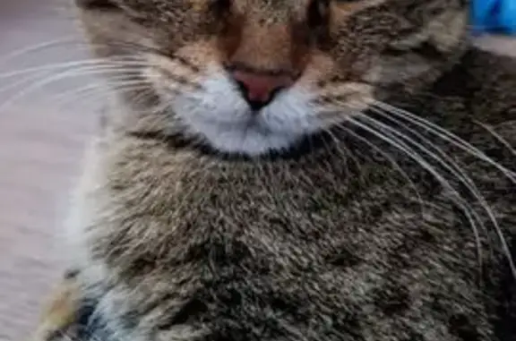 Найдена кошка, Нижний Новгород, фото: Найдена кошка, улица Сергея Есенина, 31, Нижний Новгород - ласковая и чистая