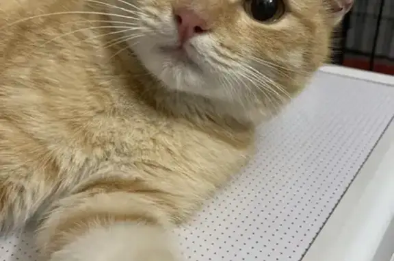 Найдена кошка, Пенза, фото: Найдена кошка, улица Луначарского, 7А, Пенза - девочка, очень ласковая