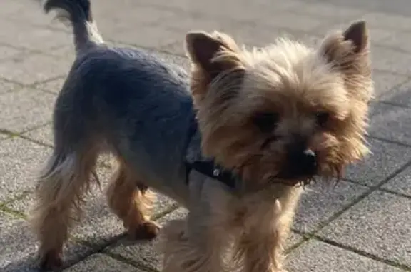 Собаки потеряшки, Новороссийск, фото: Потеряшка собака, Кутузовская улица, Новороссийск - умный и воспитанный