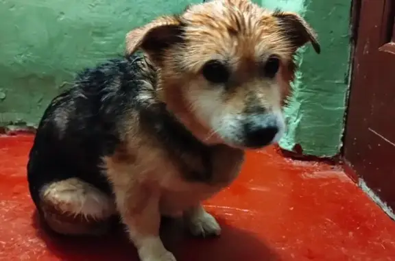 Найдена собака, Дивово, фото: Найден собака, Новое Батурино, Дивово - светлая морда, темная спина