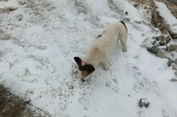 Найдена собака, Пенза, фото: Найден собака, Окружная улица, 37, городской округ Пенза - очень голодный и растерянный