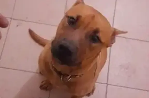 Найдена собака, Саратов, фото: Найден собака, мужской, улица Уфимцева, 3В, Саратов