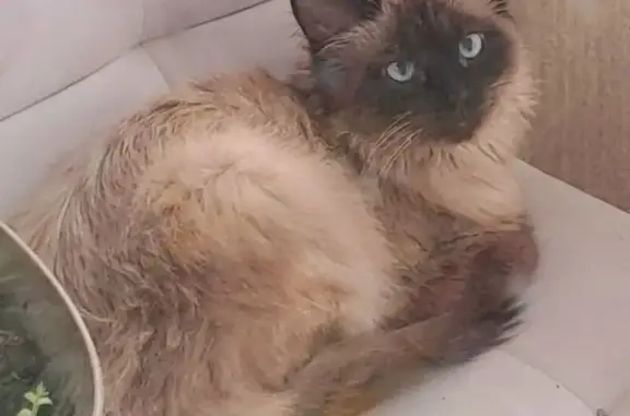 Пропала кошка, Архангельская улица, 52, Череповец - отзывается на кличку Мису - photo