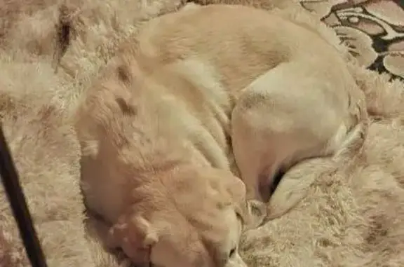 Найдена собака, Ивановка, фото: Найдена собака, Ивановка, Тульская область - золотистый лабрадор, сука