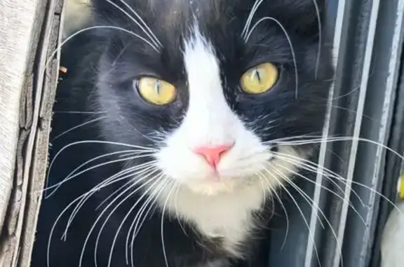 Найдена кошка, Находка, фото: Найдена кошка, улица Куйбышева, 4В, Находка - молодая, ласковая и игривая