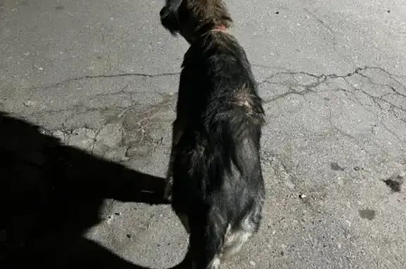 Найдена собака, Ростов-на-Дону, фото: Найдена собака, переулок Семашко, 81-83, Ростов-на-Дону - коричневый ошейник