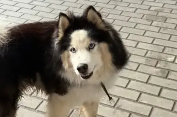 Найдена собака, Санкт-Петербург, фото: Найдена собака, Железнодорожный проспект, Санкт-Петербург - дружелюбная с ошейником