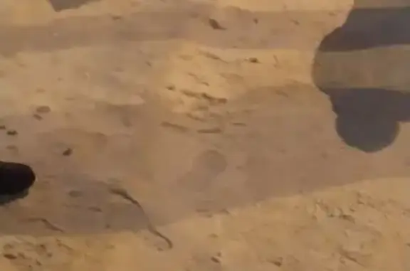 Найденные животные Новосибирск, фото: Найдена собака, Спортивная улица, 7, Новосибирск - конечная остановка автобусов Порт-Артурская